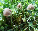 Panaeolus bisporus image