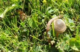 Panaeolus bisporus image
