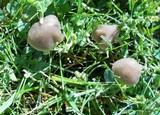 Panaeolus bisporus image
