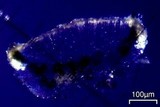 Myriolecis dispersa image