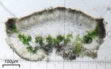 Myriolecis dispersa image