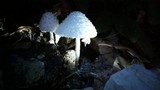 Leucocoprinus cretaceus image