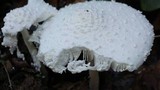 Leucocoprinus cretaceus image