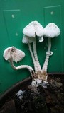 Leucocoprinus cretaceus image