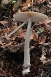 Amanita sororcula image