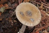 Amanita sororcula image