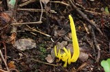 Clavulinopsis fusiformis image