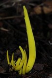 Clavulinopsis fusiformis image