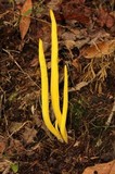 Clavulinopsis fusiformis image