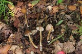 Entoloma luteum image