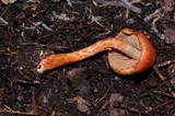 Cortinarius bolaris image