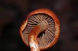 Cortinarius bolaris image