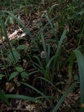 Panaeolus alcis image