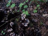 Thelephora terrestris image