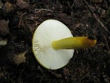 Russula flavida image