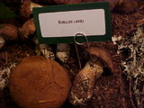 Suillus lakei image