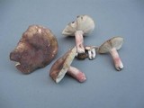 Russula mariae image