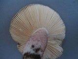 Russula mariae image