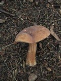 Tylopilus ferrugineus image