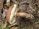 Tylopilus variobrunneus image