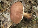 Tylopilus variobrunneus image