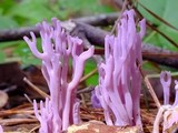 Clavaria zollingeri image