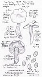 Cortinarius amigochrous image