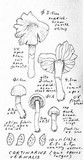 Cortinarius vernalis image