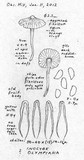Inocybe olympiana image
