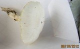 Pleurotus dryinus image