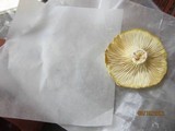 Pleurotus dryinus image