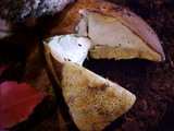 Suillus punctatipes image