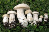 Macrocybe titans image