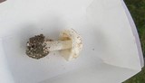 Amanita pseudovolvata image