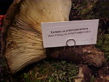 Tapinella atrotomentosa image