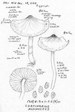 Cortinarius hinnuleus image