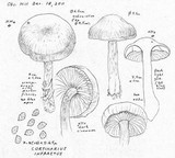 Cortinarius infractus image