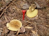Boletinellus merulioides image