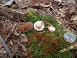 Psathyrella delineata image