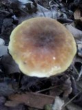 Tapinella atrotomentosa image