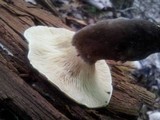 Tapinella atrotomentosa image