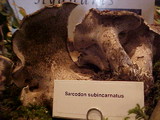 Sarcodon subincarnatus image