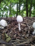 Leucocoprinus cepistipes image