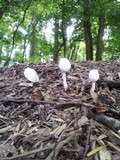 Leucocoprinus cepistipes image