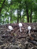 Leucocoprinus cepistipes image