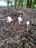 Leucocoprinus cepistipes image
