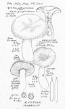 Russula murrillii image