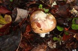 Russula murrillii image