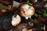 Russula murrillii image