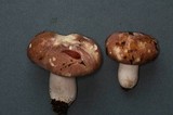 Russula murrillii image